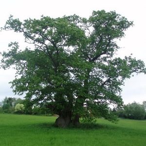 Meet your Posher, Gloria